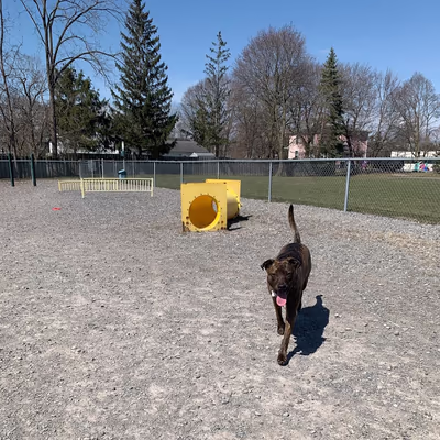 Dog Park at Highland Park photo 2